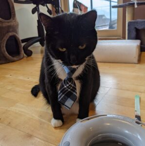 black and white tuxedo cat with a blue striped tie